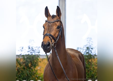 Hanovrien, Jument, 5 Ans, 167 cm, Bai