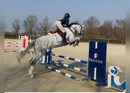 Hanovrien, Jument, 5 Ans, 167 cm, Gris