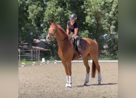 Hanovrien, Jument, 5 Ans, 168 cm, Alezan brûlé