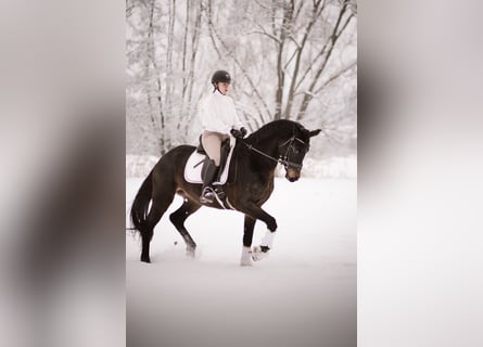 Hanovrien, Jument, 5 Ans, 168 cm, Bai brun