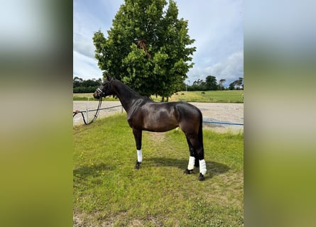 Hanovrien, Jument, 5 Ans, 168 cm, Bai brun foncé