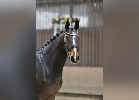 Hanovrien, Jument, 5 Ans, 168 cm, Bai