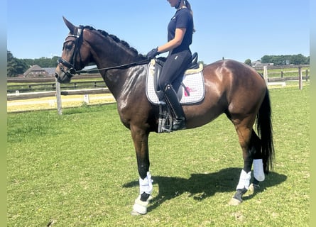 Hanovrien, Jument, 5 Ans, 168 cm, Bai