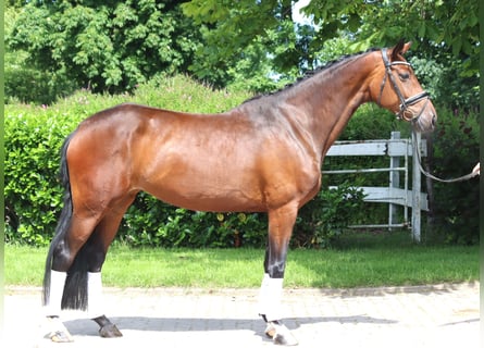 Hanovrien, Jument, 5 Ans, 168 cm, Bai