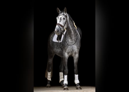Hanovrien, Jument, 5 Ans, 168 cm, Gris pommelé
