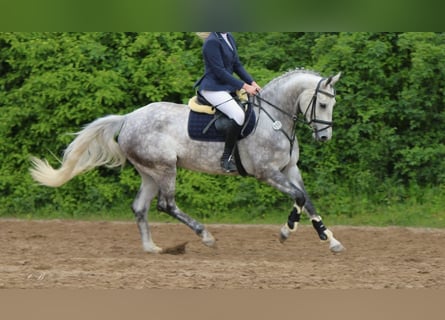 Hanovrien, Jument, 5 Ans, 168 cm, Gris pommelé