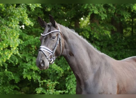Hanovrien, Jument, 5 Ans, 168 cm, Noir