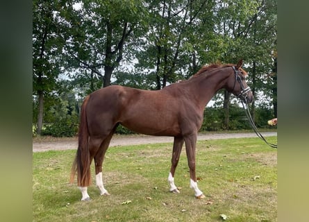 Hanovrien, Jument, 5 Ans, 169 cm, Alezan brûlé