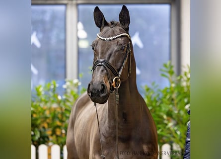 Hanovrien, Jument, 5 Ans, 169 cm, Bai brun