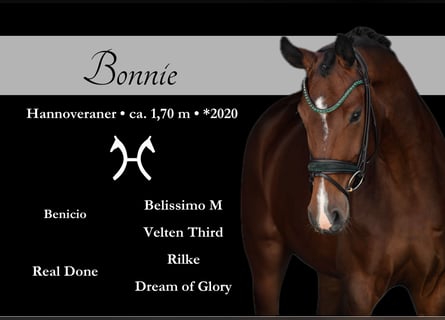 Hanovrien, Jument, 5 Ans, 169 cm, Bai