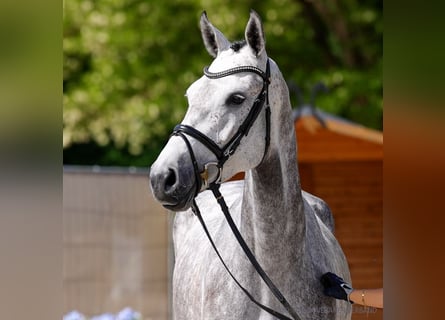 Hanovrien, Jument, 5 Ans, 169 cm, Bai