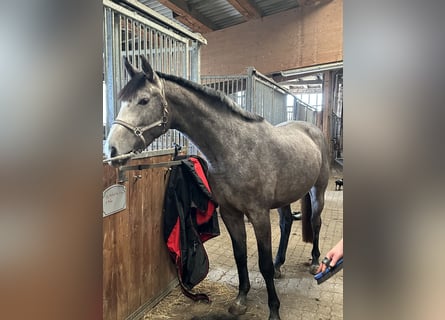 Hanovrien, Jument, 5 Ans, 169 cm, Gris
