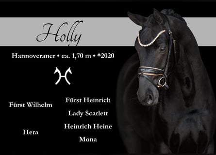 Hanovrien, Jument, 5 Ans, 169 cm, Noir