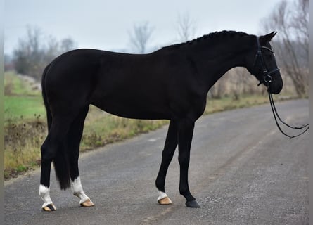 Hanovrien, Jument, 5 Ans, 169 cm, Noir