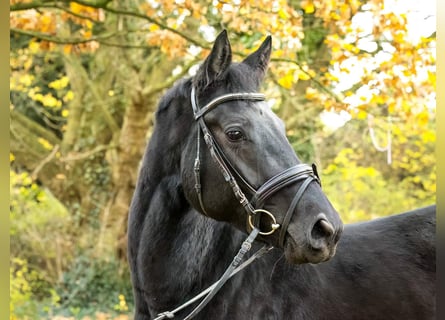 Hanovrien, Jument, 5 Ans, 169 cm, Noir