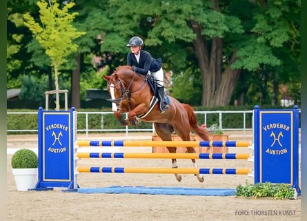 Hanovrien, Jument, 5 Ans, 170 cm, Alezan brûlé