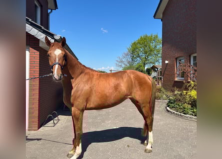 Hanovrien, Jument, 5 Ans, 170 cm, Alezan