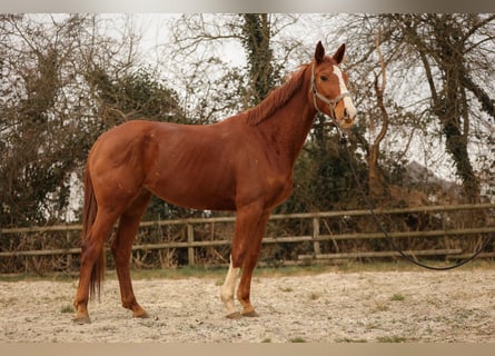 Hanovrien, Jument, 5 Ans, 170 cm, Alezan