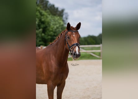 Hanovrien, Jument, 5 Ans, 170 cm, Alezan