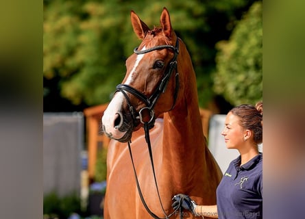 Hanovrien, Jument, 5 Ans, 170 cm, Alezan
