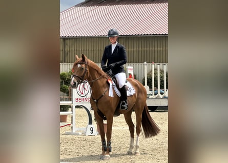 Hanovrien, Jument, 5 Ans, 170 cm, Alezan