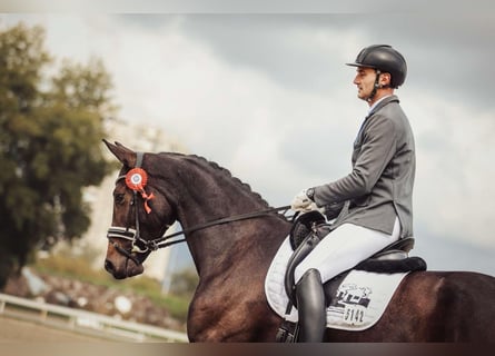 Hanovrien, Jument, 5 Ans, 170 cm, Bai brun