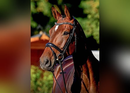 Hanovrien, Jument, 5 Ans, 170 cm, Bai brun Hanovrien, Jument, 5 Ans, 170 cm, Bai brun