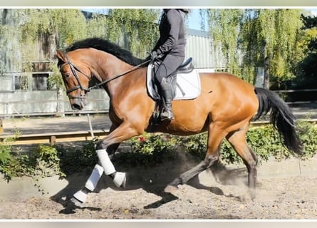 Hanovrien, Jument, 5 Ans, 170 cm, Bai Hanovrien, Jument, 5 Ans, 170 cm, Bai