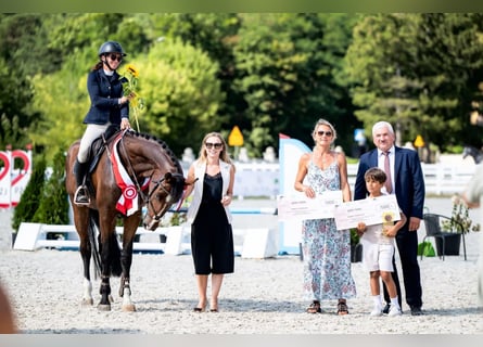 Hanovrien, Jument, 5 Ans, 170 cm, Bai