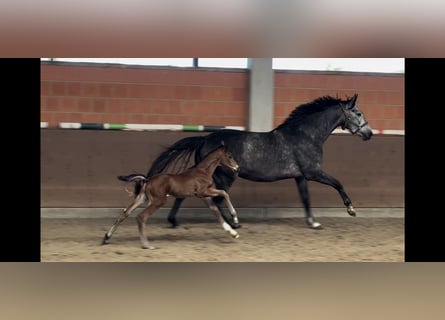 Hanovrien, Jument, 5 Ans, 170 cm, Gris