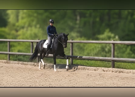 Hanovrien, Jument, 5 Ans, 170 cm, Noir