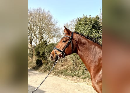 Hanovrien, Jument, 5 Ans, 171 cm, Alezan brûlé