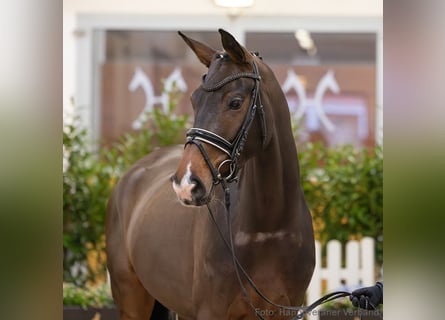 Hanovrien, Jument, 5 Ans, 171 cm, Bai