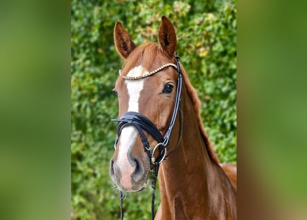 Hanovrien, Jument, 5 Ans, 172 cm, Alezan