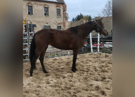 Hanovrien, Jument, 5 Ans, 172 cm, Bai