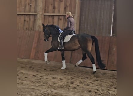 Hanovrien, Jument, 5 Ans, 172 cm, Bai