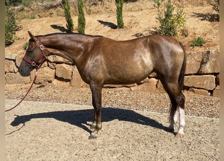 Hanovrien, Jument, 5 Ans, 172 cm