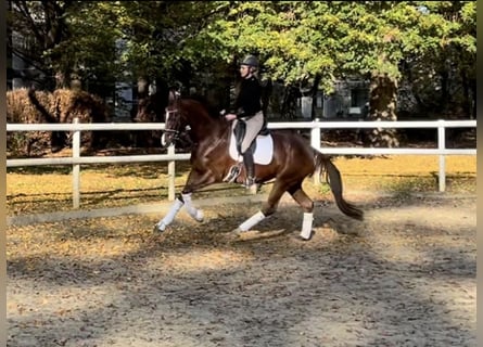 Hanovrien, Jument, 5 Ans, 173 cm, Alezan brûlé