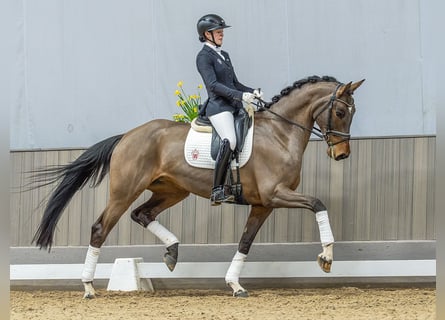 Hanovrien, Jument, 5 Ans, 173 cm, Bai