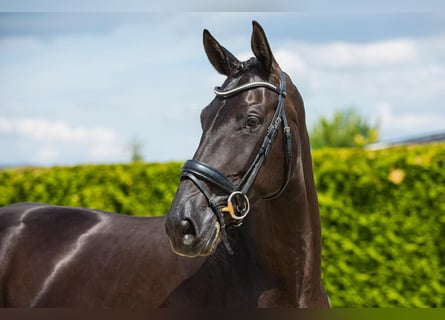 Hanovrien, Jument, 5 Ans, 173 cm, Noir