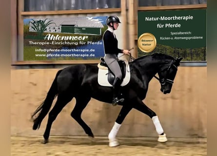 Hanovrien, Jument, 5 Ans, 174 cm, Noir