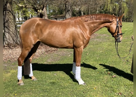 Hanovrien, Jument, 5 Ans, 176 cm, Alezan