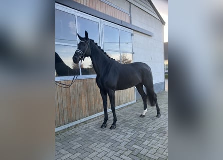 Hanovrien, Jument, 5 Ans, Noir