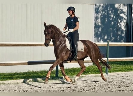 Hanovrien, Jument, 6 Ans, 162 cm, Alezan