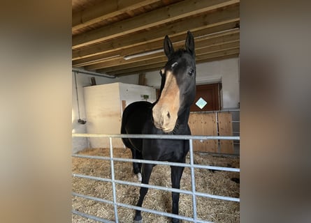 Hanovrien, Jument, 6 Ans, 162 cm, Bai brun