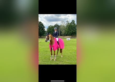 Hanovrien, Jument, 6 Ans, 163 cm, Alezan