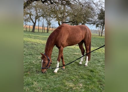 Hanovrien, Jument, 6 Ans, 163 cm, Alezan