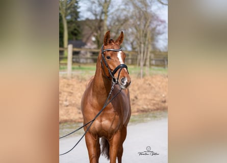 Hanovrien, Jument, 6 Ans, 165 cm, Alezan