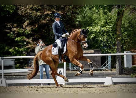 Hanovrien, Jument, 6 Ans, 165 cm, Alezan
