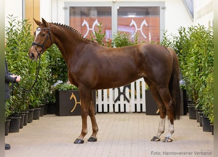 Hanovrien, Jument, 6 Ans, 165 cm, Alezan